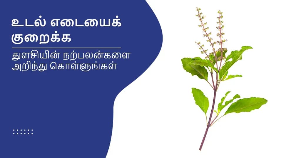 உடல் எடையைக் குறைக்க தினமும் காலையில் துளசியை உட்கொண்டு பலன் பெறுங்கள்