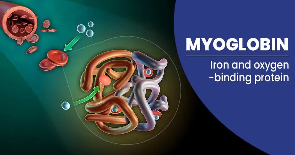 Myoglobin- What it is? Functions, Tests and Results