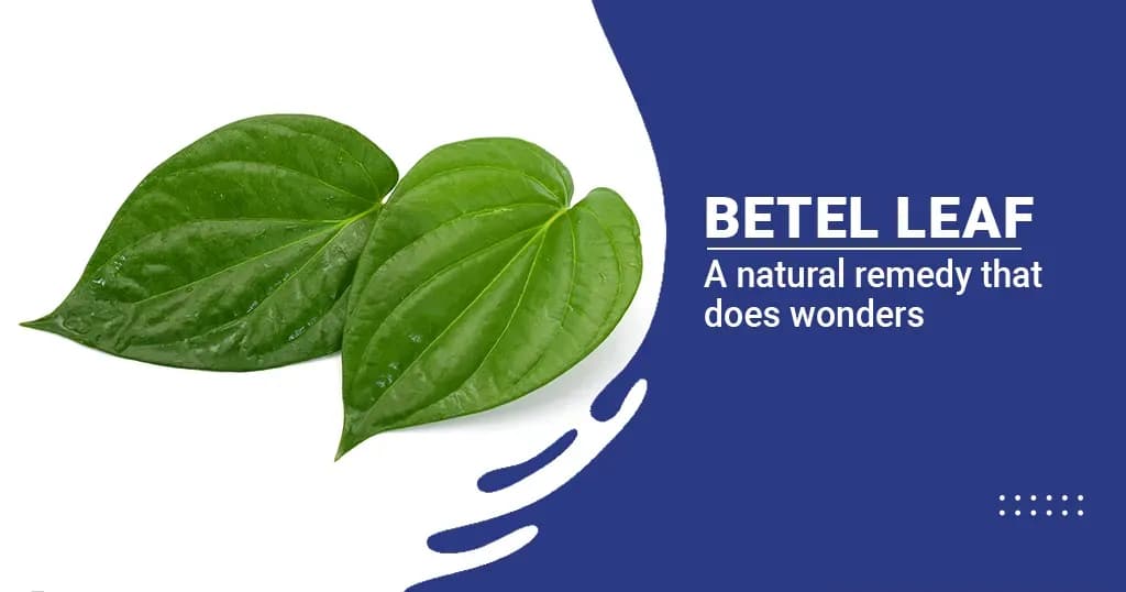 9 Wonderful Betel Leaf Benefits  