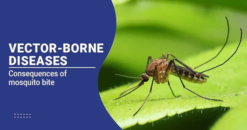 Vector-Borne Diseases- Types, Causes &amp; Prevention