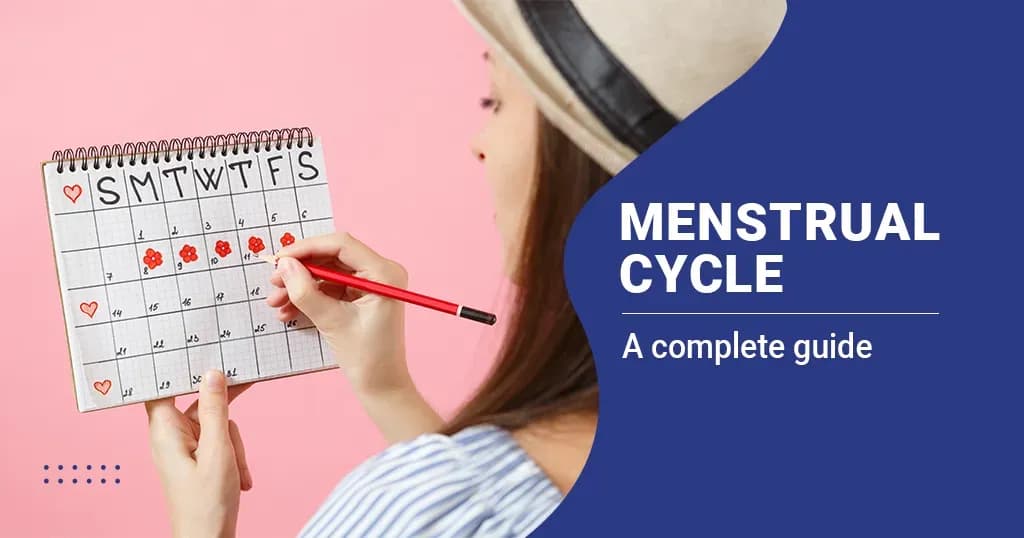 4 Stages of The Menstrual Cycle