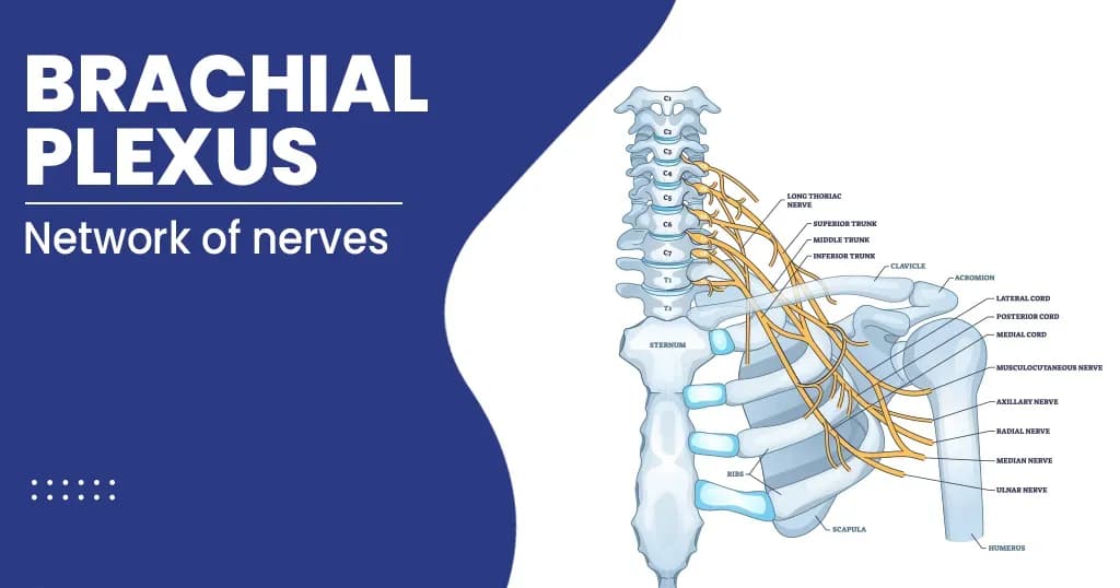 Overview, Gross Anatomy, Blood Supply of the Brachial Plexus