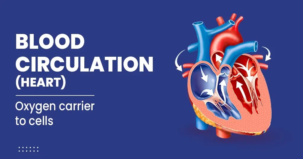 Circulation of blood through the heart