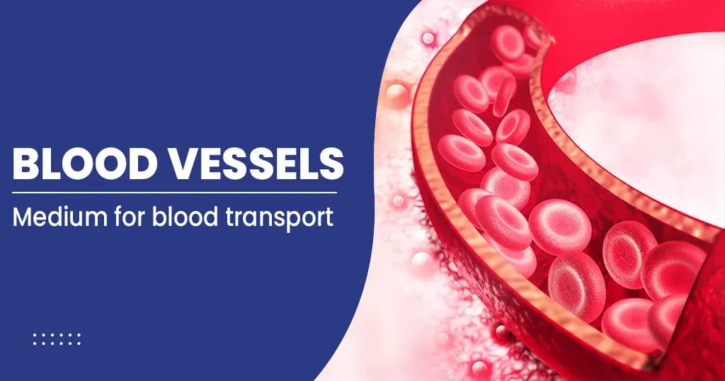 Blood vessels - Types, Layers, and more 