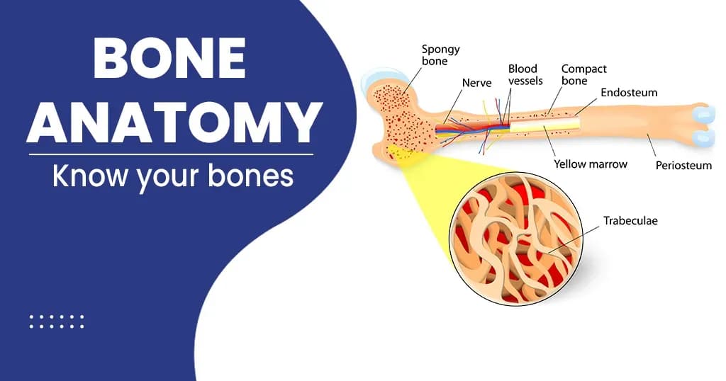 Bone – Anatomy, Types, Functions and more