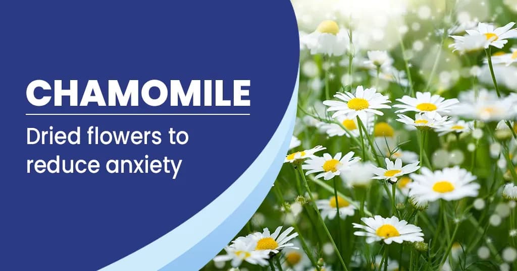 Health Benefits of Chamomile Flower