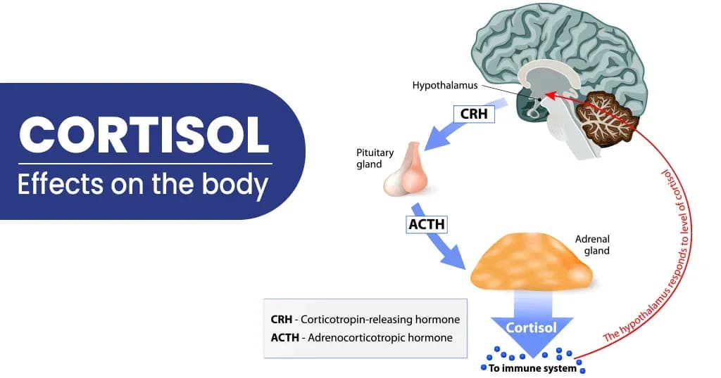 What is cortisol and its Types