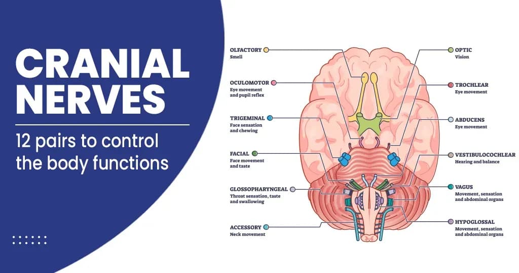 Cranial nerves - Anatomy and Functions