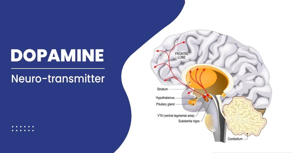 Dopamine and its Functions