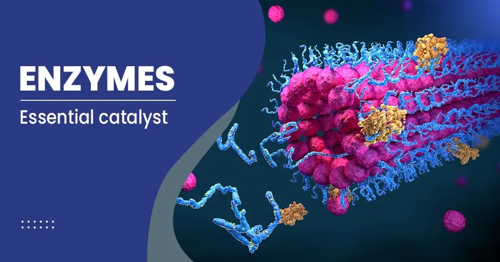 Enzymes – Structure, Function, Types and more