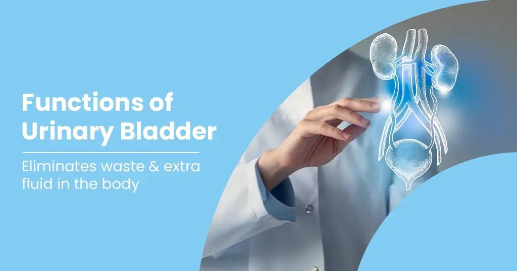 The Urinary Bladder - Anatomy, Structure &amp; Related Conditions