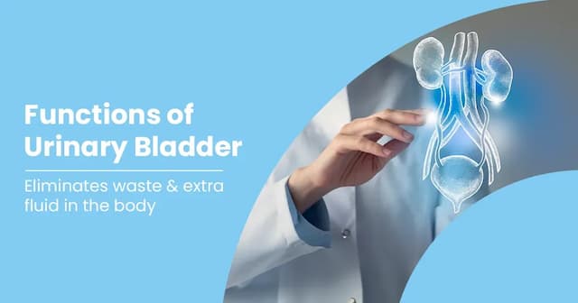 The Urinary Bladder - Anatomy, Structure &amp; Related Conditions