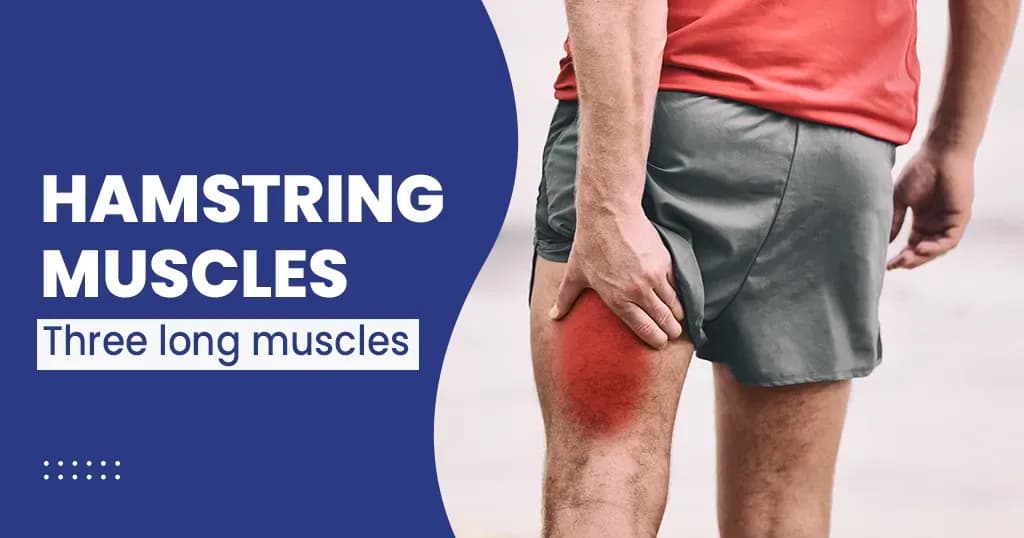 Hamstring muscles – Functions & Structure