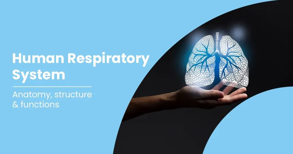 Respiratory System - Parts, Functions &amp; Conditions