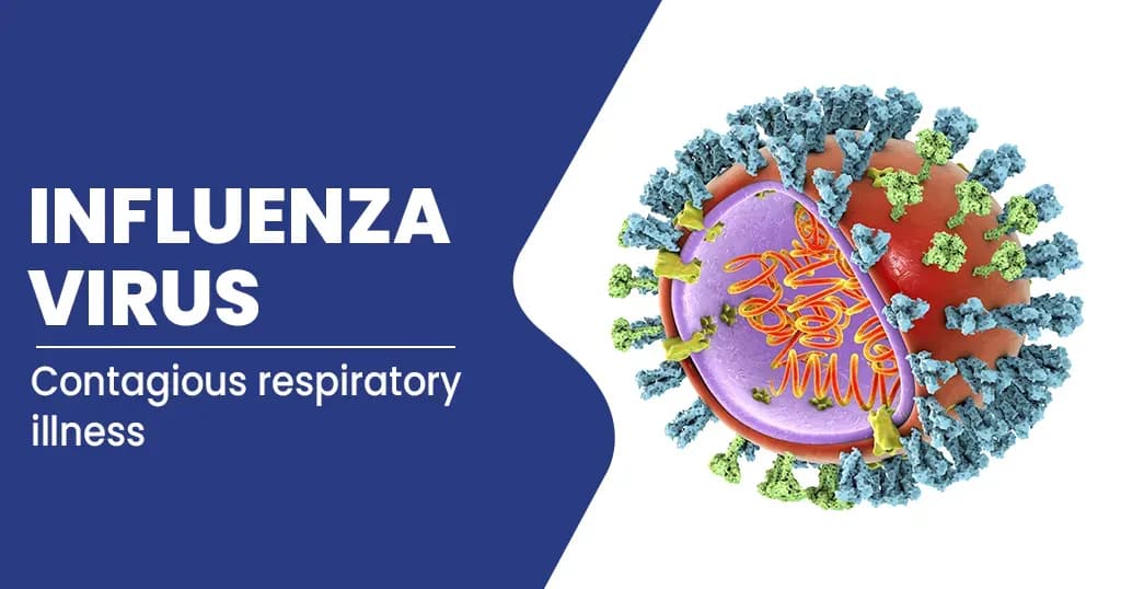 Influenza Virus - Symptoms, Causes, Treatments, and Risk Factors