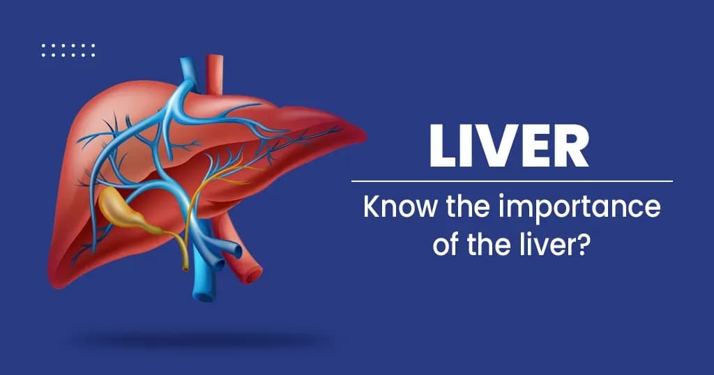 Liver: Structure, function, and disease