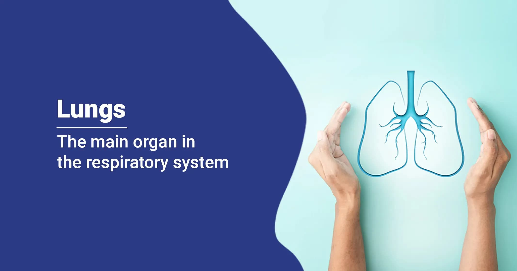 Lungs: Location, Anatomy, Functions & Complications