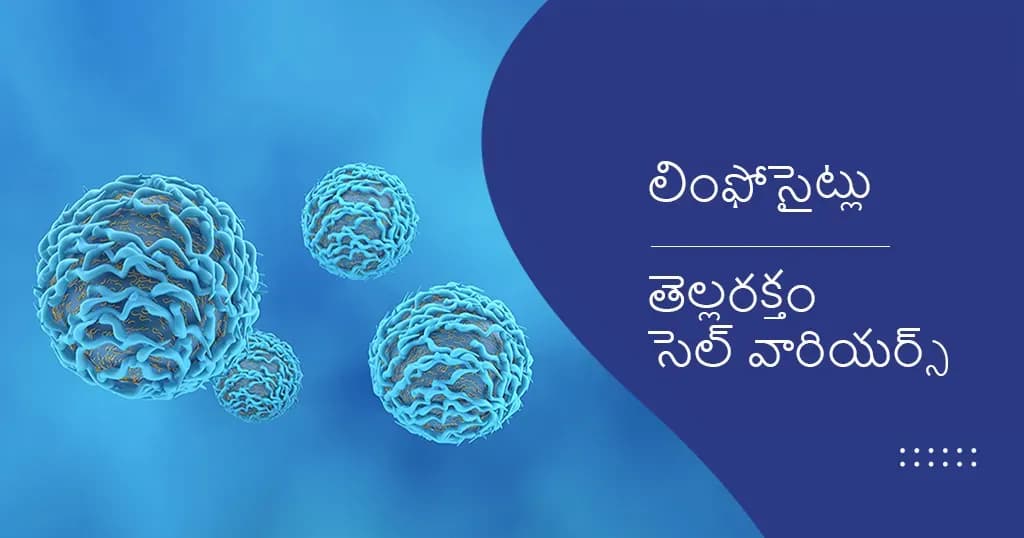 లింఫోసైట్లు- సాధారణ పరిధి, లక్షణాలు, చికిత్స