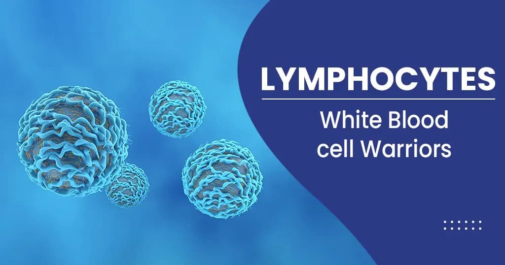 Lymphocytes - Normal range, symptoms and treatment