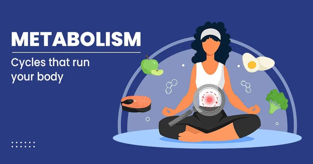 Metabolism – Processes, Stages, Benefits and more