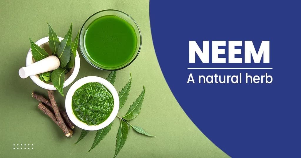 Neem – Benefits and Side effects