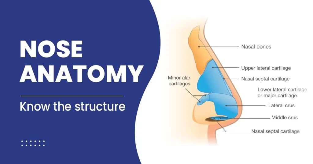 Nose anatomy: Parts and its Functions