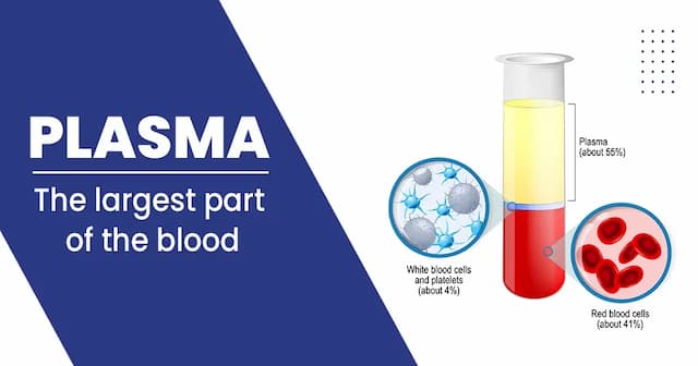 Plasma in Blood – All you need to know