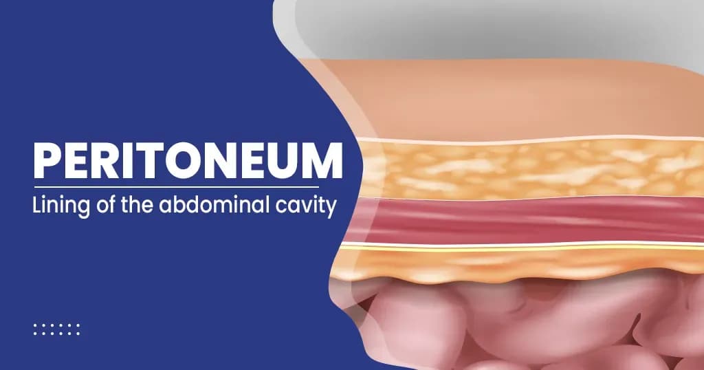 What Is Peritoneum? - Function, Structure, Anatomy, Condition and Disorder