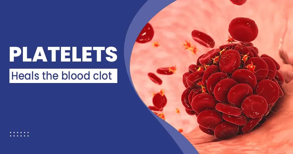 What Are Platelets In Blood?