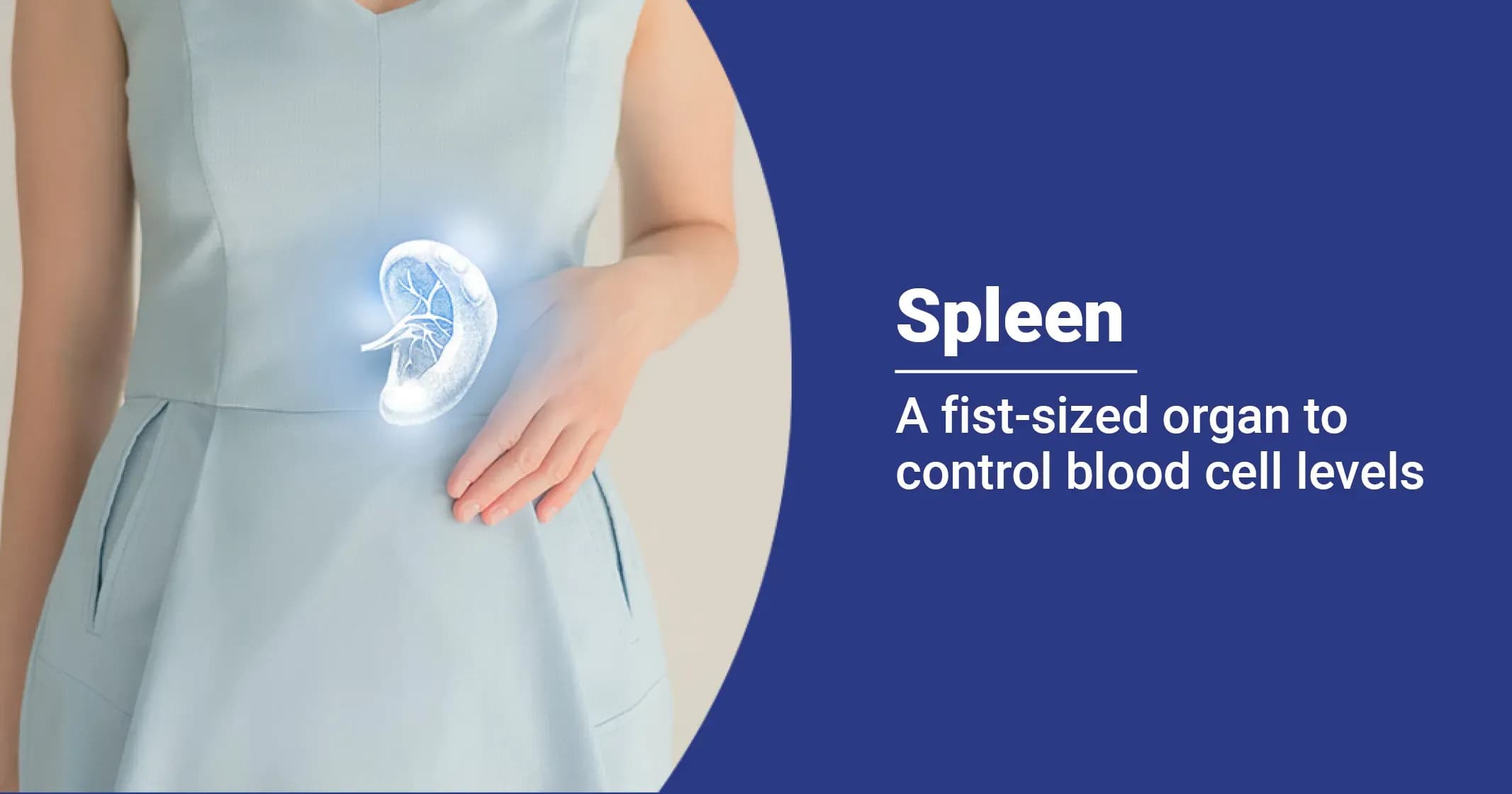 Spleen - Structure & Function