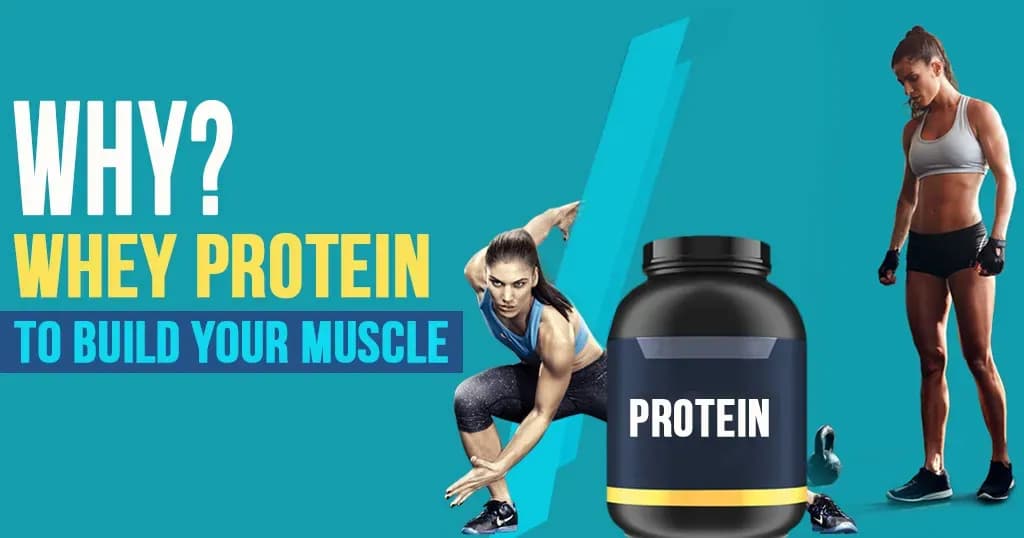 Why whey protein to build your muscle