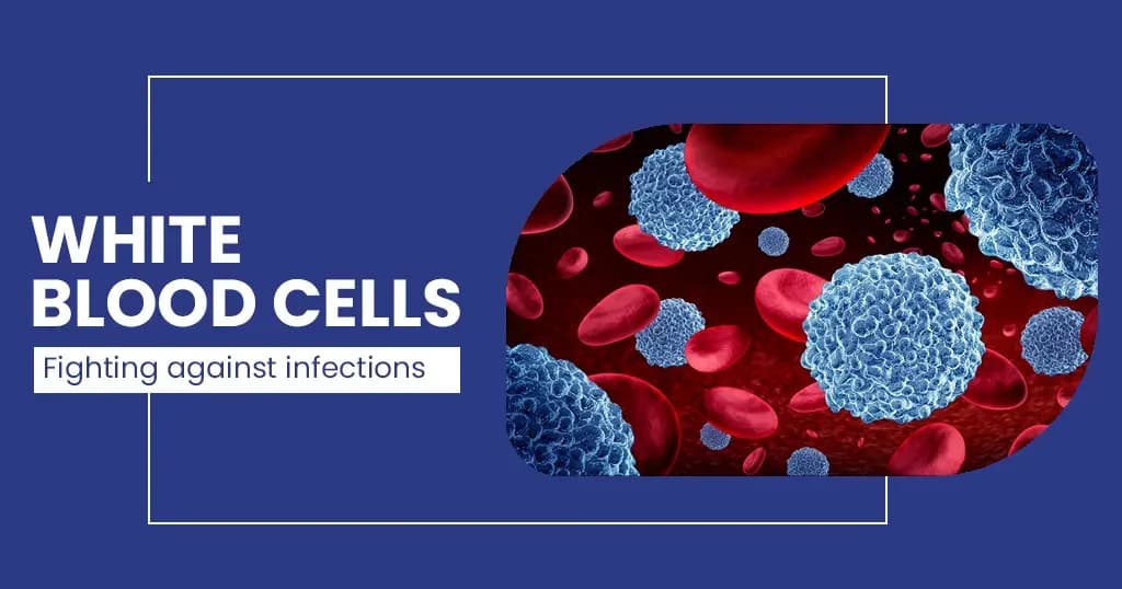 A normal WBC (White Blood Cell) range