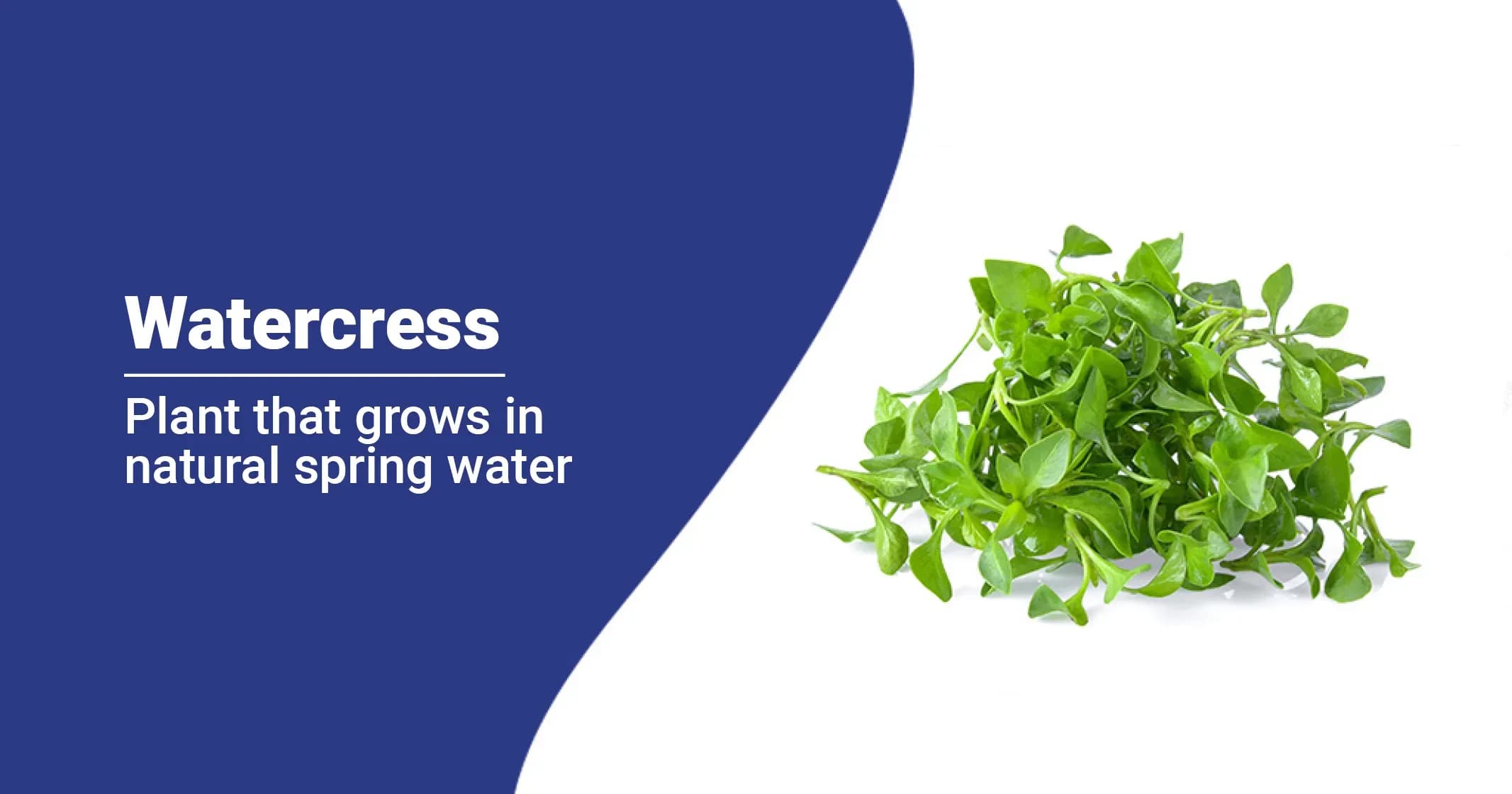 Watercress - Benefits, Nutrition and Side effects  