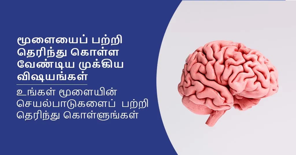 மூளை - தெரிந்து கொள்ள வேண்டிய முக்கிய விஷயங்கள்