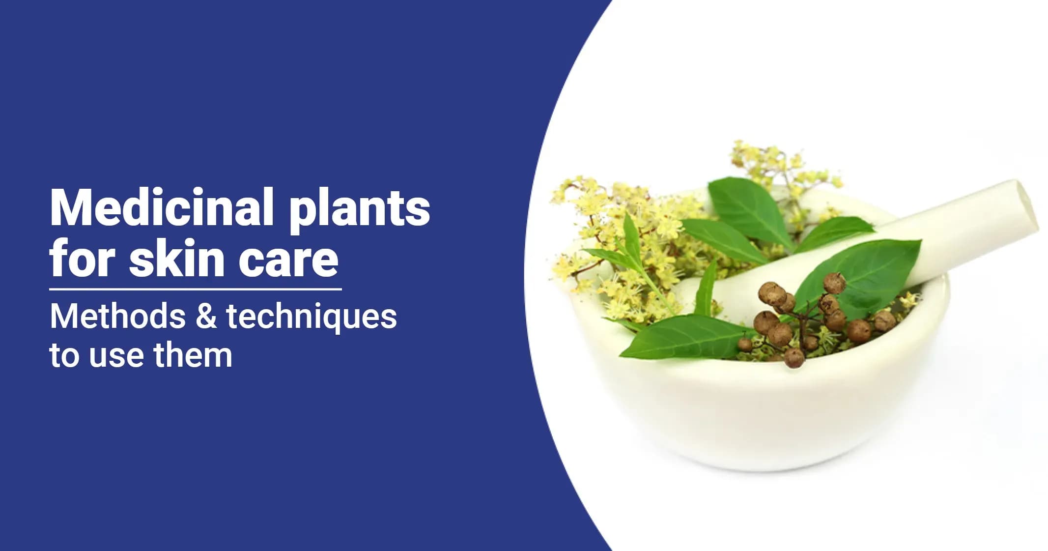 Medicinal Plants for Skin Care Routine