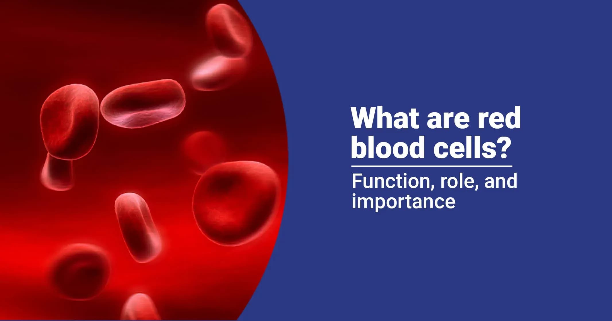 Red Blood Cells: Functions, Role and Importance