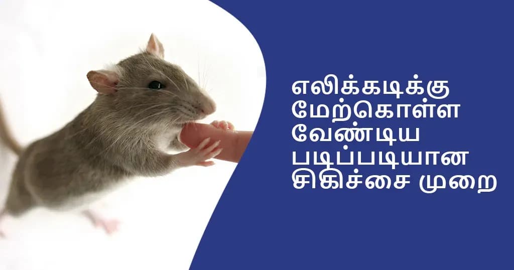 எலிக்கடி அல்லது எலி பிராண்டினால் அதற்கு எப்படி சிகிச்சையளிப்பது