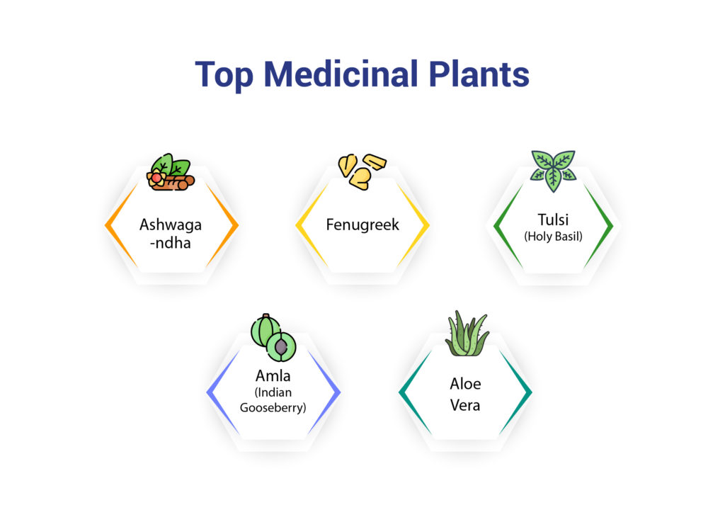 Top Medicinal Plants
