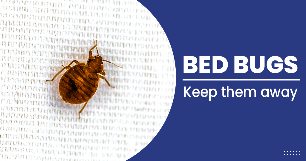 How to Get Rid of Bed Bugs: Identify and Exterminate