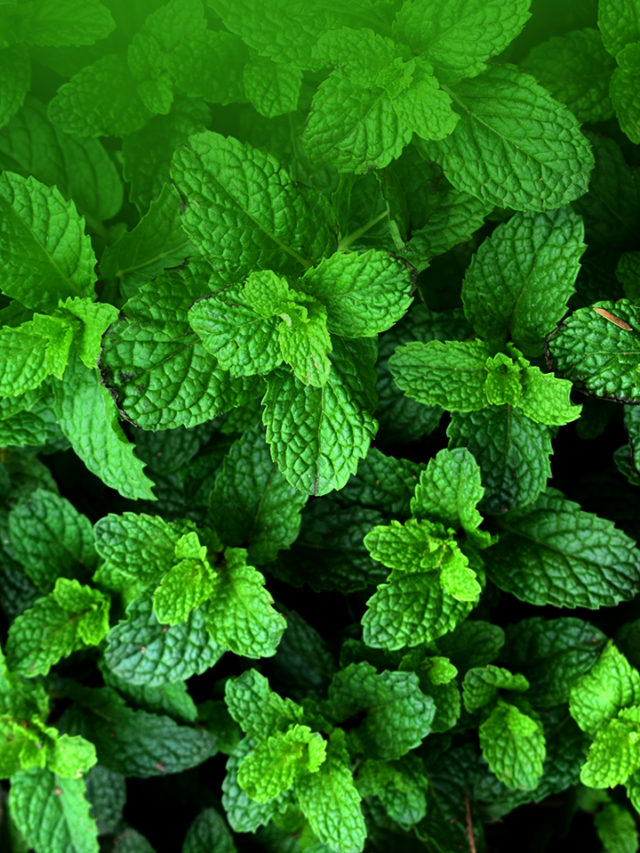 8 Benefits of mint leaves