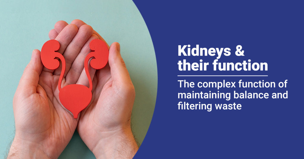 Kidneys : Structure , functions and diseases